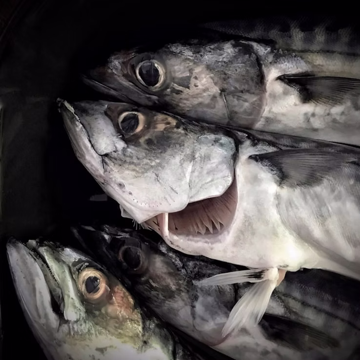 Commended: Mackerel - Deborah Taylor